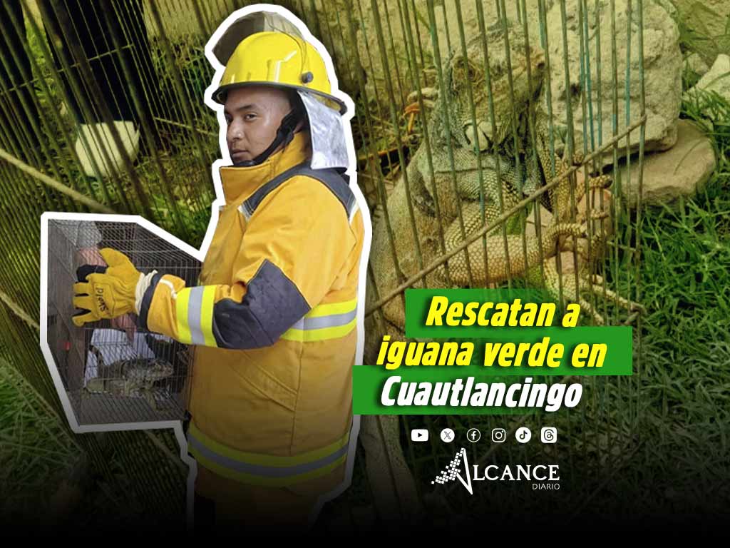 Protección Civil de Cuautlancingo, Puebla y PROFEPA rescatan iguana verde