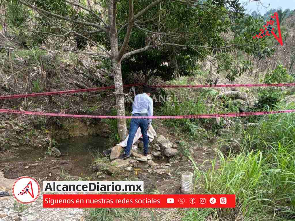 Un hombre perdió la vida tras ser atacado por abejas en Hueytamalco