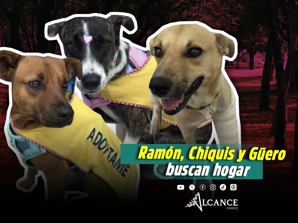 Perritos buscan hogar en Lomas de Angelópolis, así puedes adoptarlos