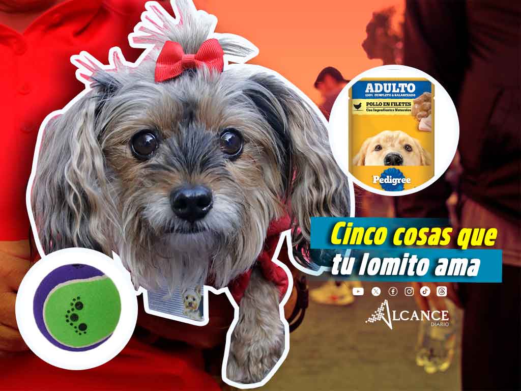 ¿Jugar? ¿Dormir? ¿Sobre? Cinco cosas que tu perrito ama hacer
