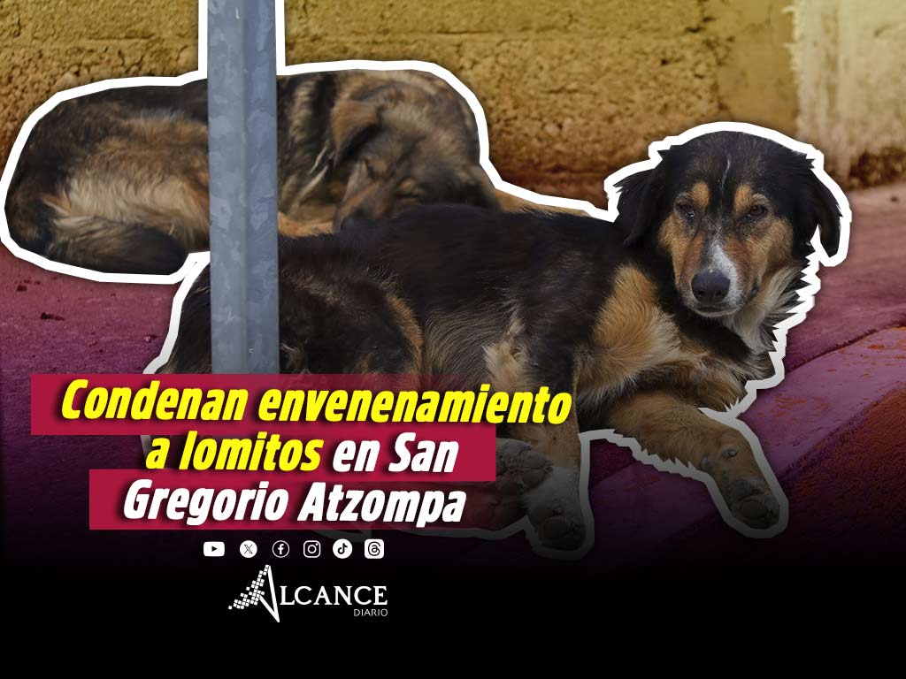 Tras envenenamiento de perros en San Gregorio Atzompa, Armenta llama a autoridades a proteger a seres sintientes