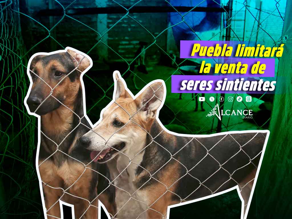 Gobierno de Puebla buscará regular venta de seres sintientes
