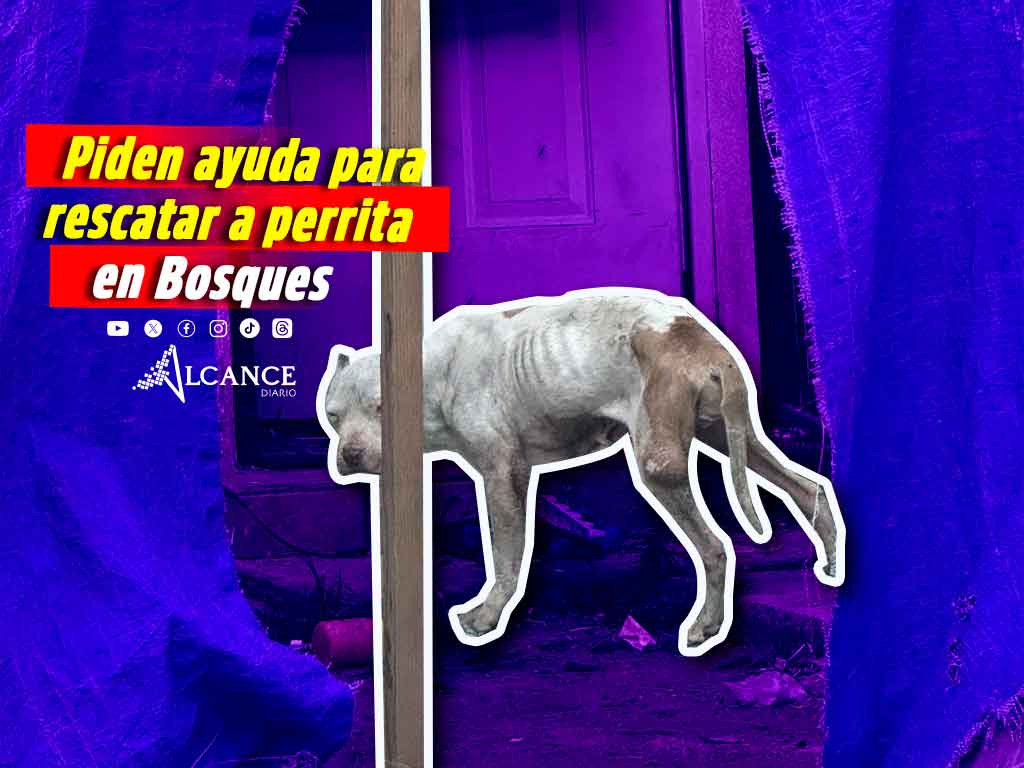 ¡No se vale! Piden ayuda para perrita que sería víctima de maltrato en Galaxia Bosques de San Sebastián