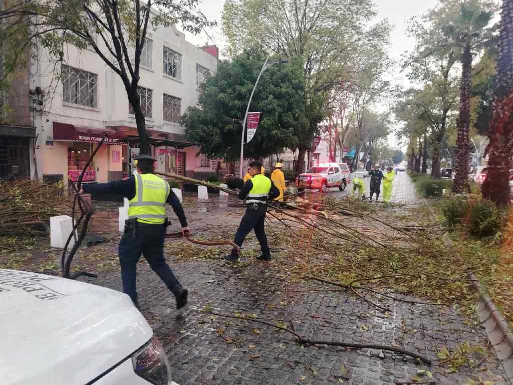 Atienden la caída de árbol en la Avenida Juárez, descarta personas lesionadas