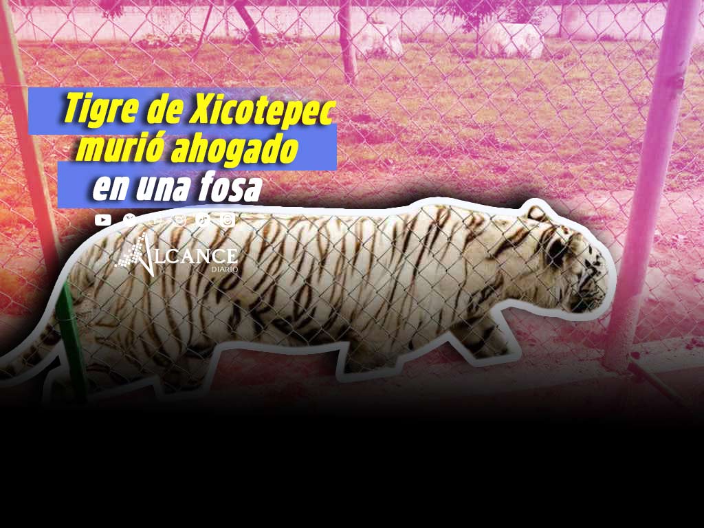 Analizarán permisos de la custodia de tigre que escapó y perdió la vida en Xicotepec