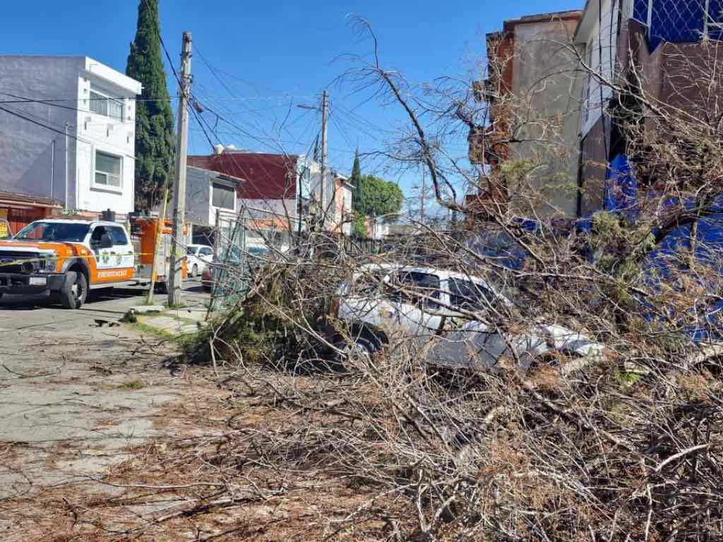 Viento causa caída de árboles en diversas zonas de la ciudad de Puebla