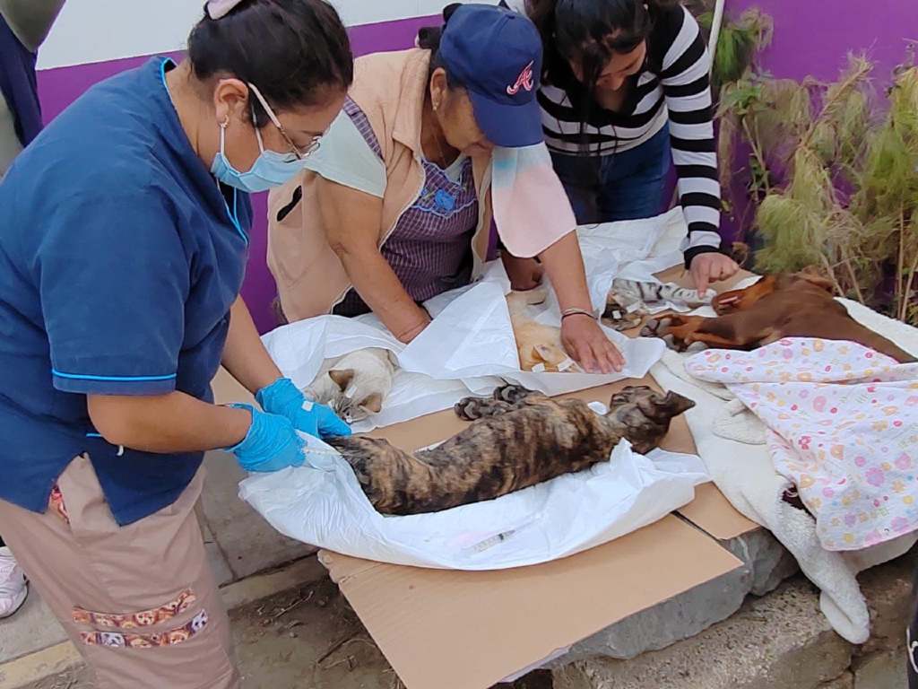 Ayuntamiento de Amozoc realiza jornada de esterilización