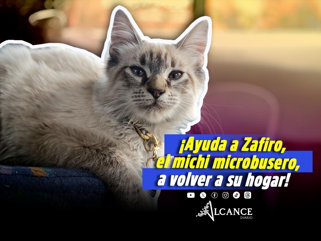 Denuncian robo de Zafiro, gatito que “trabaja” en Los Morados de Puebla