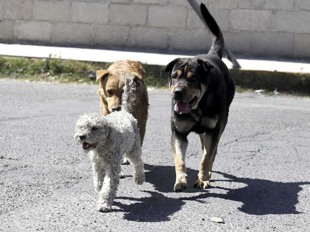 Policías levantan a perros callejeros en Chignahuapan “por mala imagen”; IBA presenta denuncia ante FGE