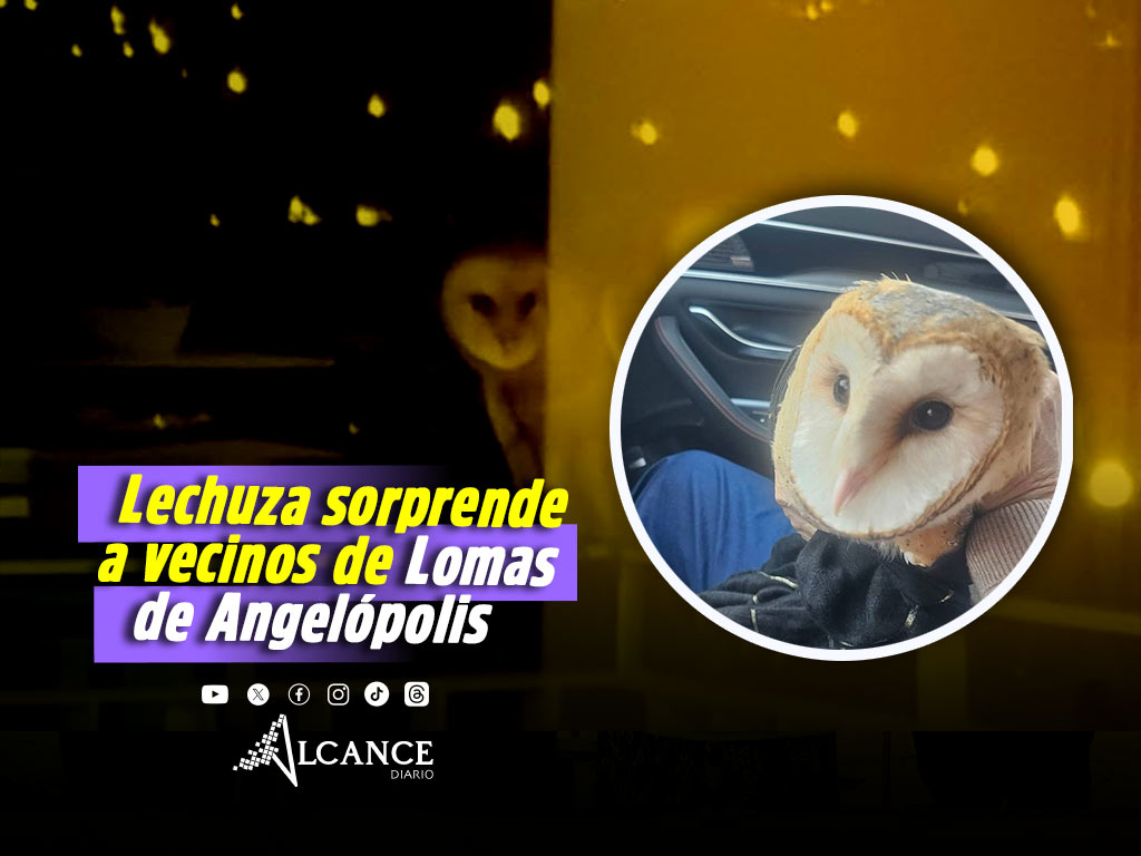 Lechuza sorprende a vecinos de Lomas de Angelópolis; especialistas ya lo atienden