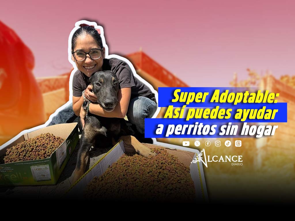 Super Adoptable: Así buscan dar un hogar a perritos abandonados cerca de Lomas