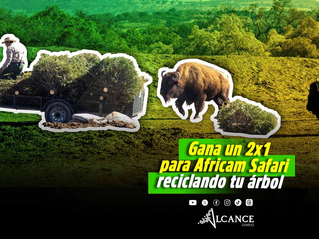 Inicia la Campaña Verde Navidad: Así puedes reciclar tu árbol navideño en Africam