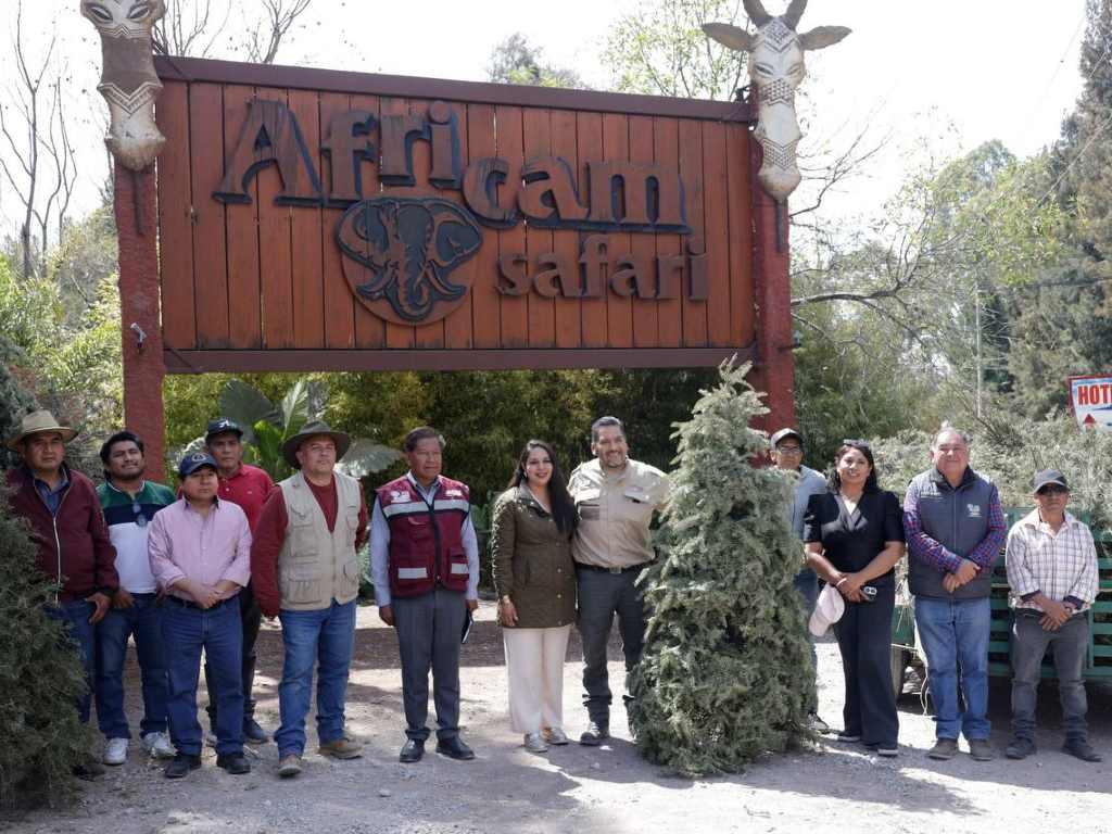 Entrega Gobierno de Cholula 270 árboles navideños naturales a Africam Safari