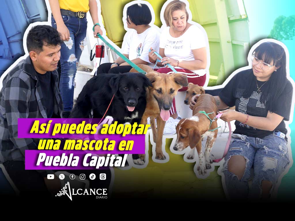¿En busca de una mascota? Habrá Jornadas de Adopción de Gatitos y Perritos en Puebla Capital
