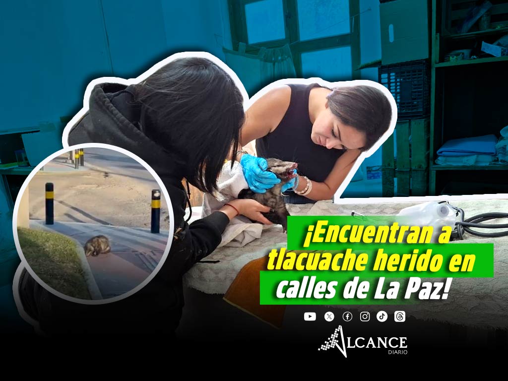 Rescatan a tlacuache herido en la colonia La Paz; le darán atención médica en el IBA
