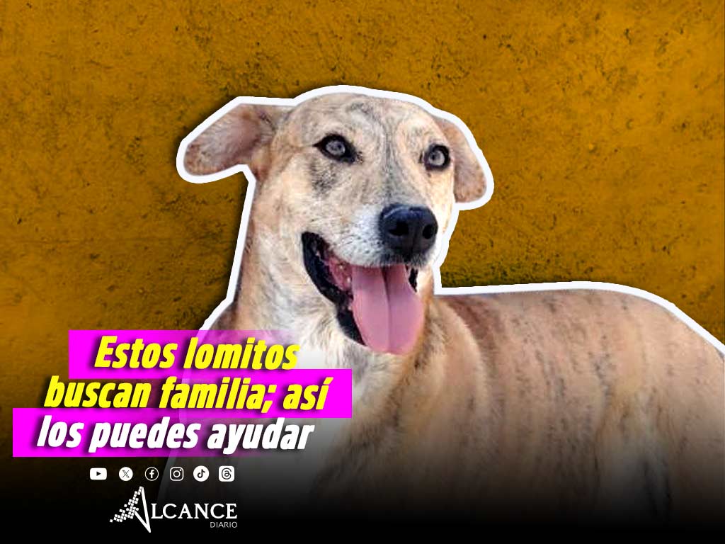 Así puedes ayudar a lomitos en proceso de encontrar una famila