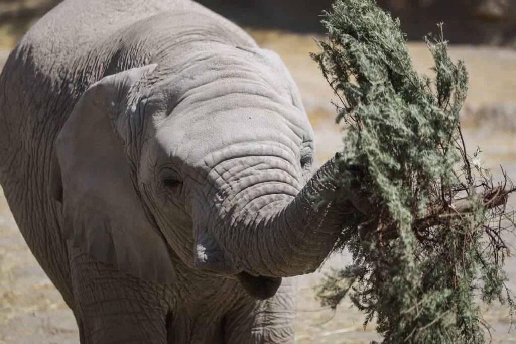 Entrega Gobierno de Cholula 270 árboles navideños naturales a Africam Safari