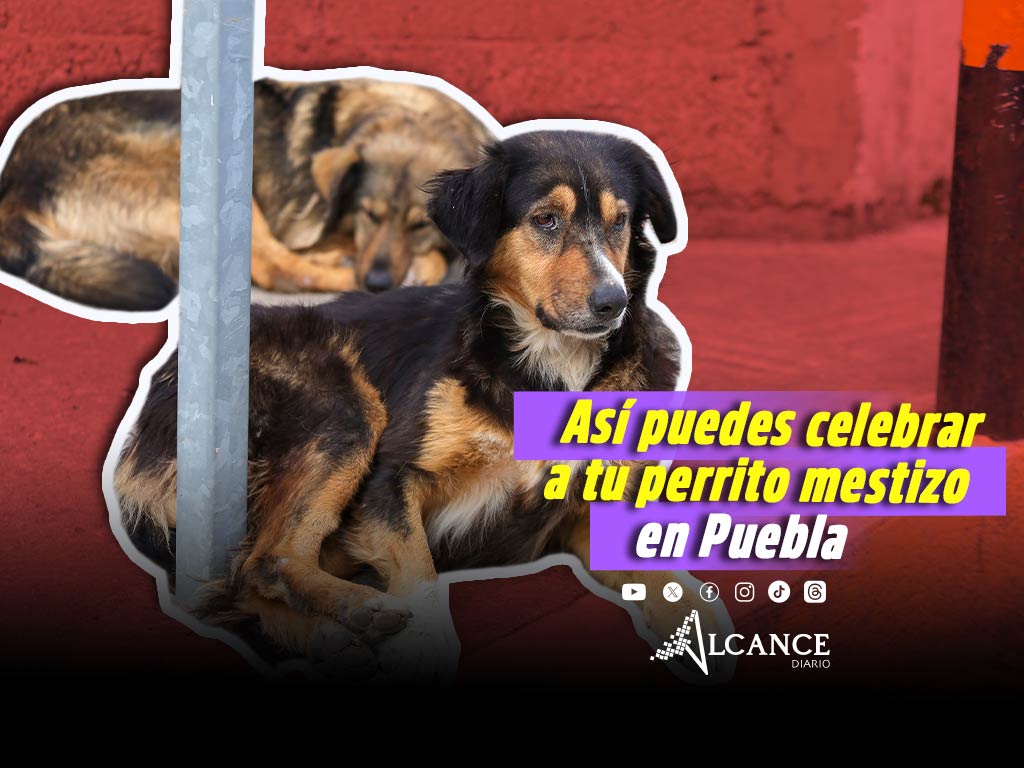 ¿Tienes un perrito mestizo? Prepárate: habrá reunión en Puebla para celebrar a los lomitos