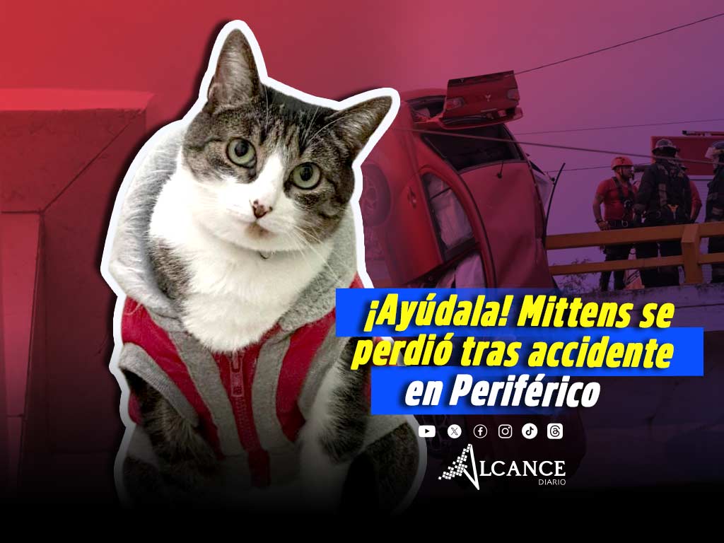 ¡Ayúdala a volver! Mittens viajaba con su familia y se perdió tras accidente en Periférico