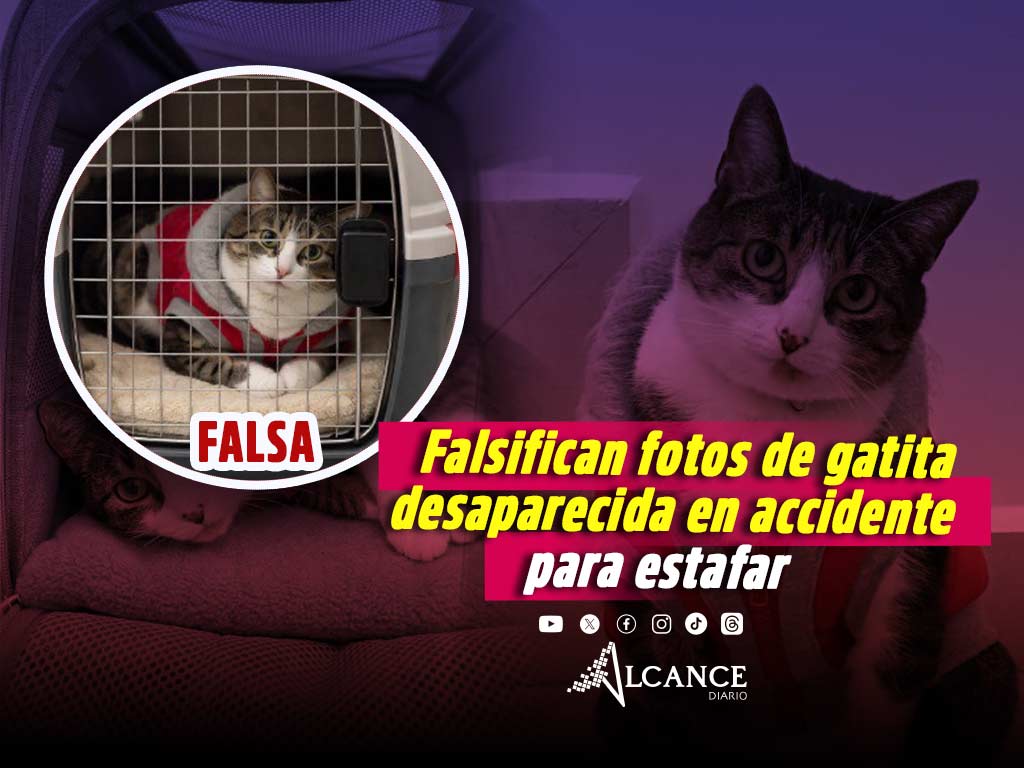 ¡No se vale! Con IA modifican imagen de gatita perdida en accidente en Periférico para estafar