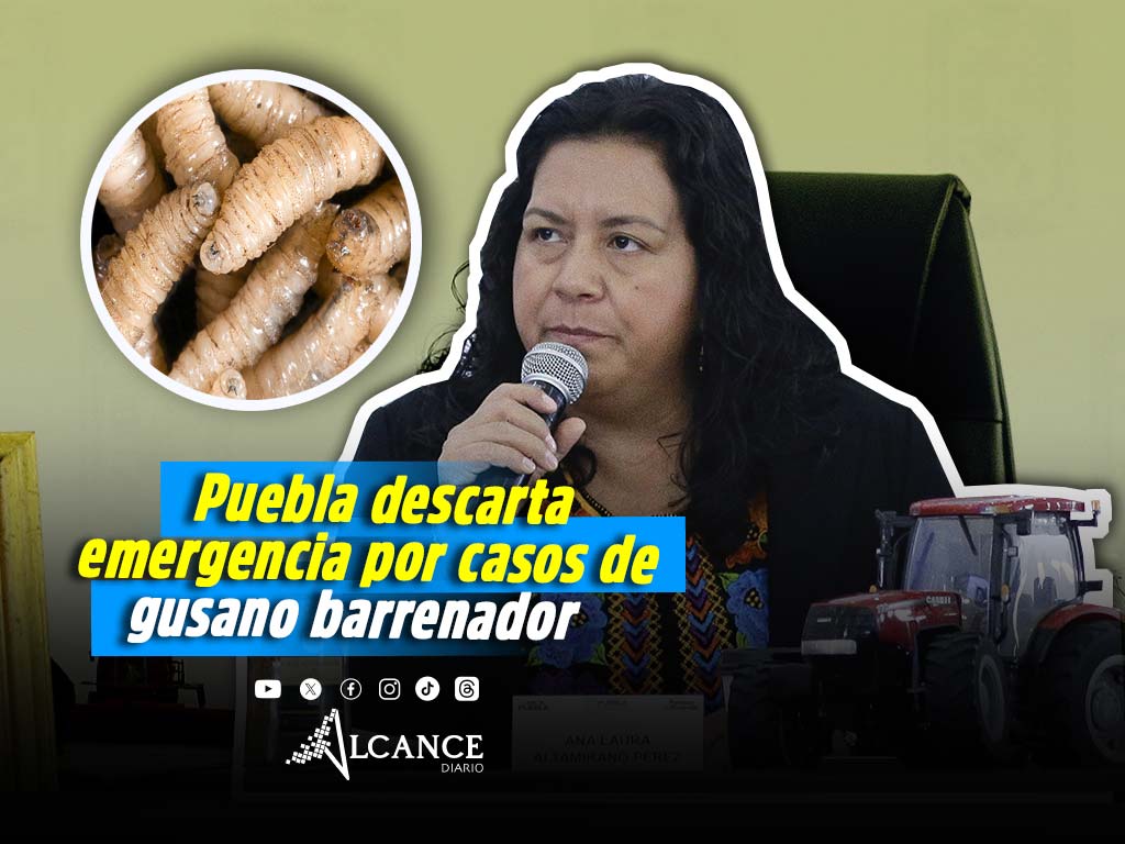 Puebla descarta emergencia por casos de gusano barrenador; refuerzan acciones preventivas