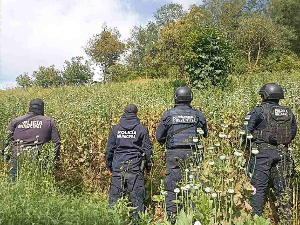 Aseguran sembradío de amapola oculto en campos de habas en Zoquitlán