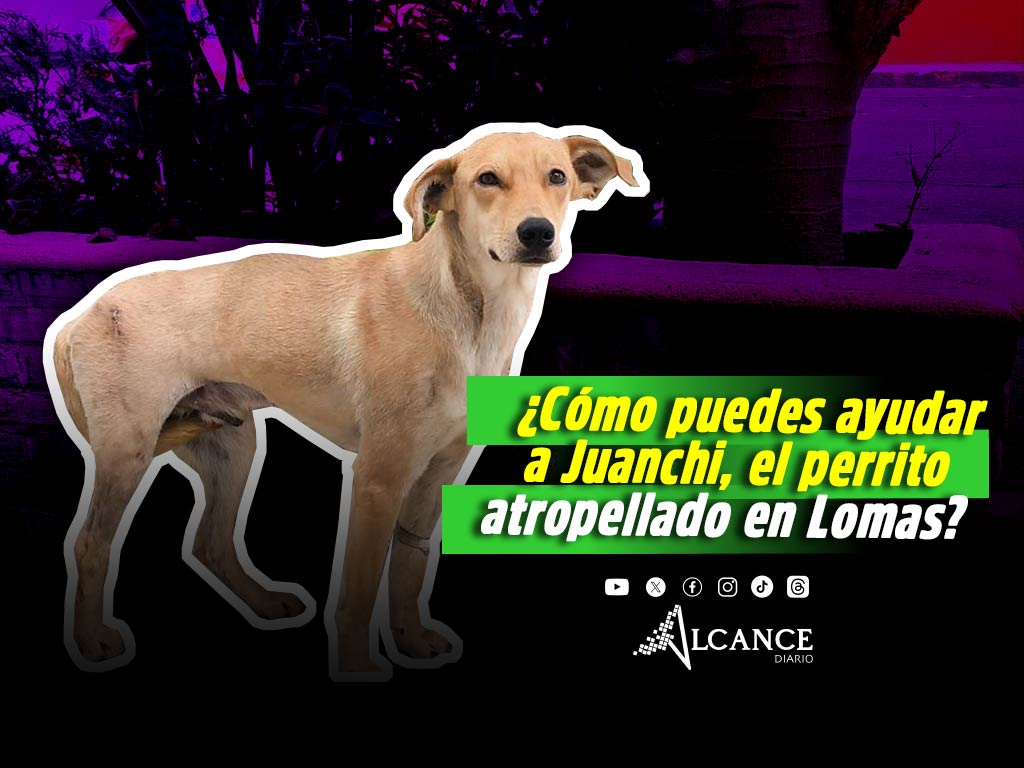Así puedes ayudar a costear las operaciones de Juanchi, perrito atropellado en Lomas 