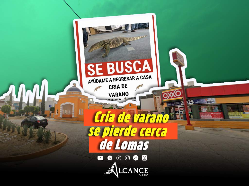 Buscan cría de varano extraviada cerca de Lomas: piden no acercarse y reportar de inmediato