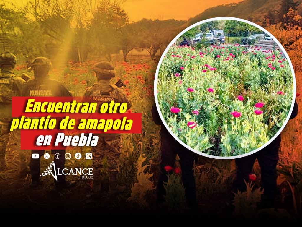 Detectan nuevo plantío de amapola en Puebla, ahora en Atempan