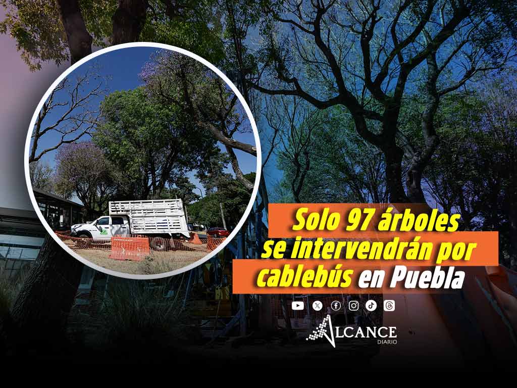 Número de árboles intervenidos por cablebús en Puebla baja a 97; presentan informe final del proyecto