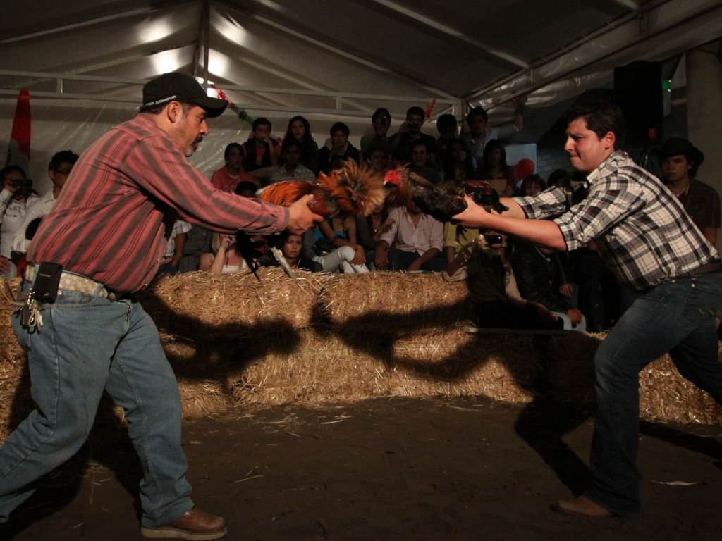 Frena pelea de gallos en Amixtlán el Instituto de Bienestar Animal