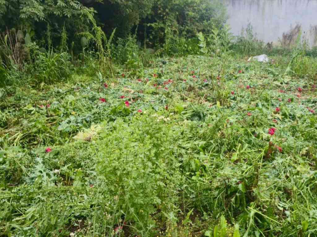 Localizan en Atempan predio con cultivos de amapola y marihuana