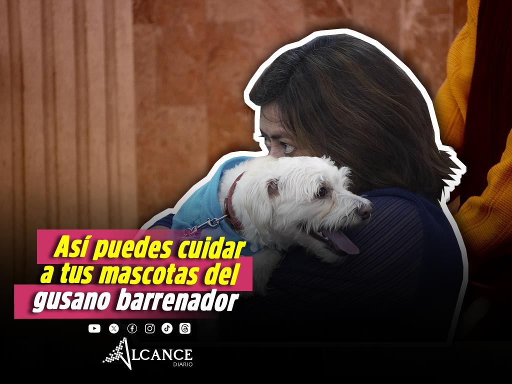 Llaman a prevenir en Lomas la aparición de gusano barrenador en mascotas