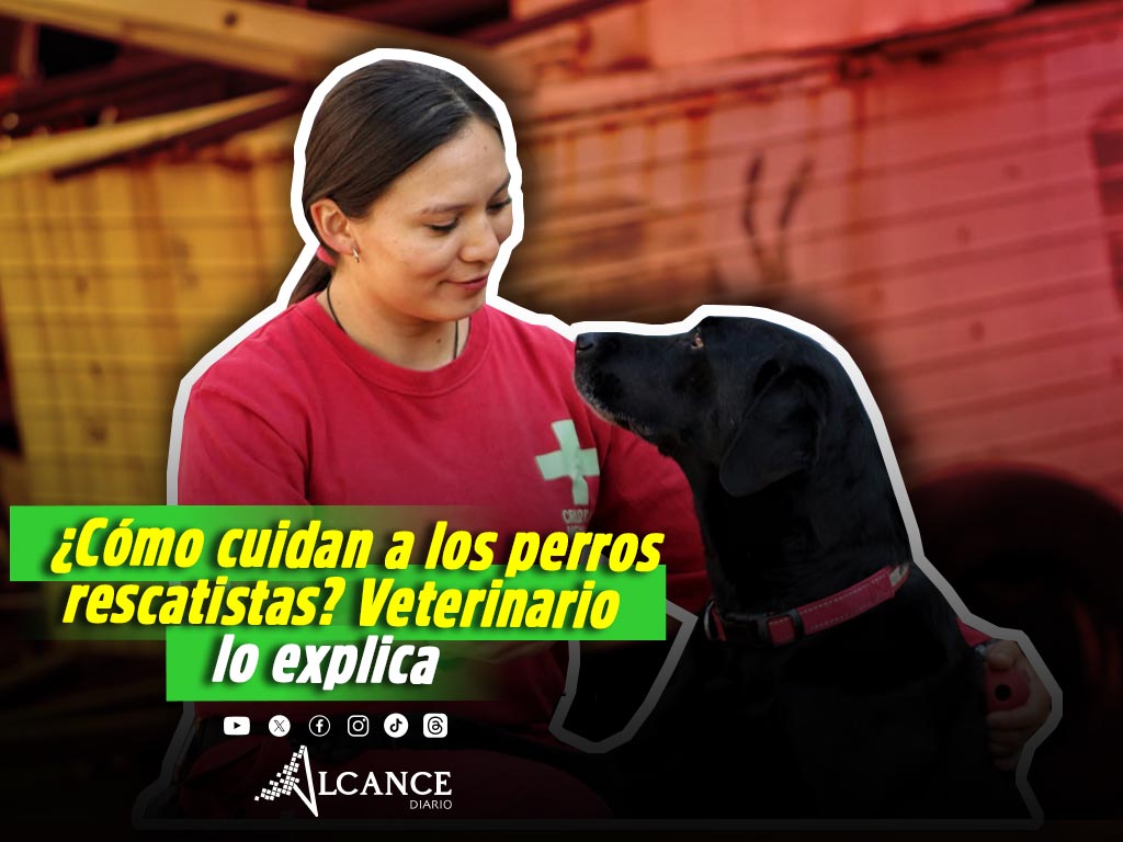 Así cuidan a los perros rescatistas en zonas de desastre; veterinario poblano de Cruz Roja explica el protocolo