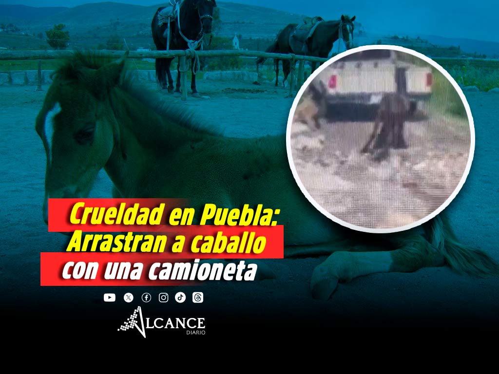 Indignación por presunto maltrato animal en Puebla: sujeto arrastró a caballo con camioneta