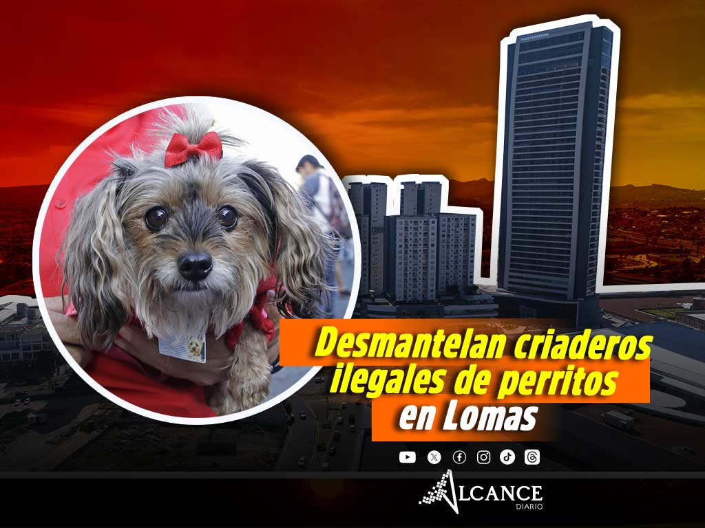 En Lomas operaban al menos dos criaderos ilegales de perros de raza, ya los desmantelaron