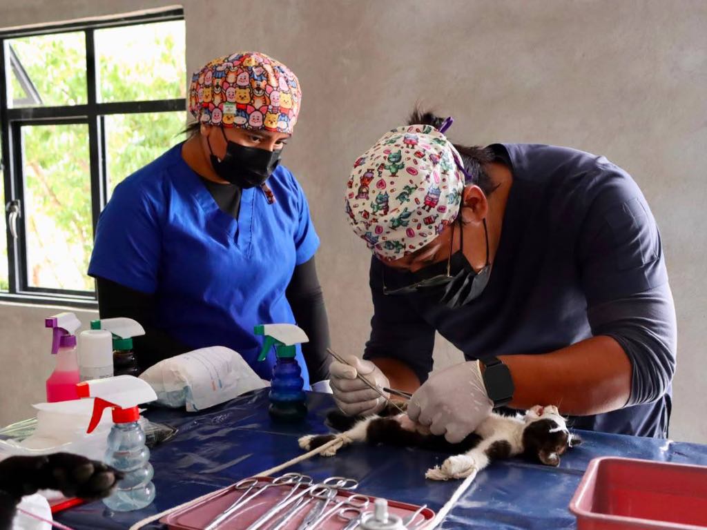 Realiza más de 500 esterilizaciones caninas y felinas en Ocoyucan
