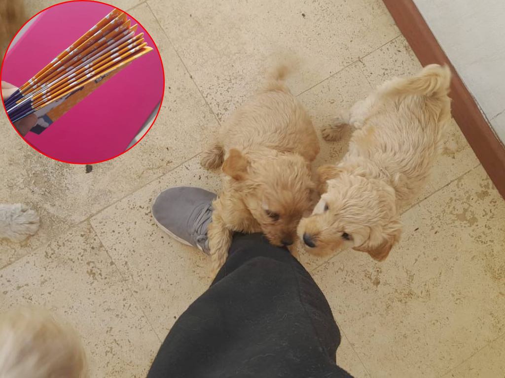 Niegan que hubiera criadero clandestino de perros en Lomas de Angelópolis