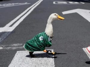 Merlín conquista el Mundial 2026: el pato viral será invitado de honor en el Fan Fest de la FIFA en CDMX