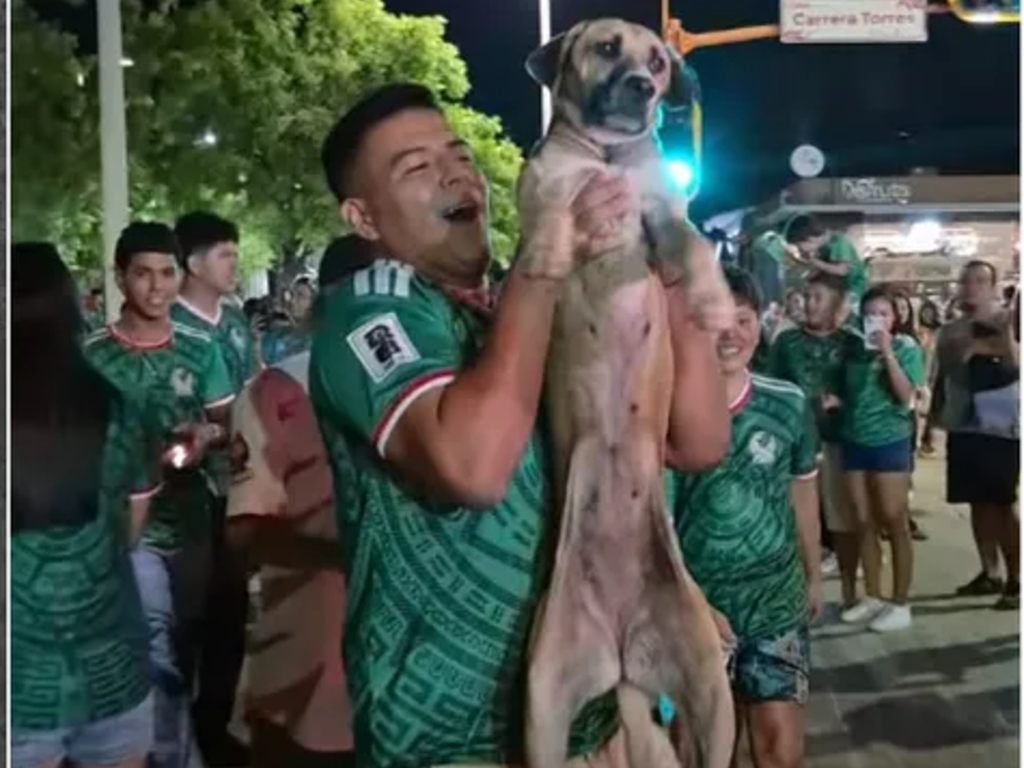 Encuentra a su perrita por transmisión de los festejos de la victoria de México en el Mundial