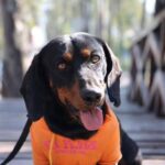 Puebla celebrará la primera reunión de perritos orejones en Parque Sendela 