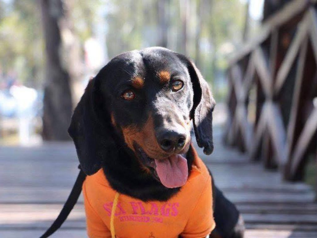 Puebla celebrará la primera reunión de perritos orejones en Parque Sendela