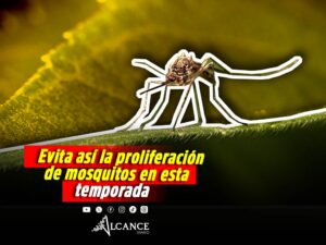 Temporada de lluvias favorece la proliferación de mosquitos y otras plagas en Puebla: especialista