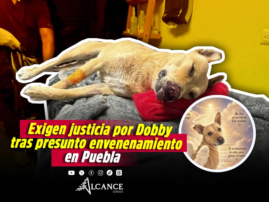 Justicia por Dobby: denuncian envenenamiento de perrito en su propia casa en Santa Cruz Buenavista