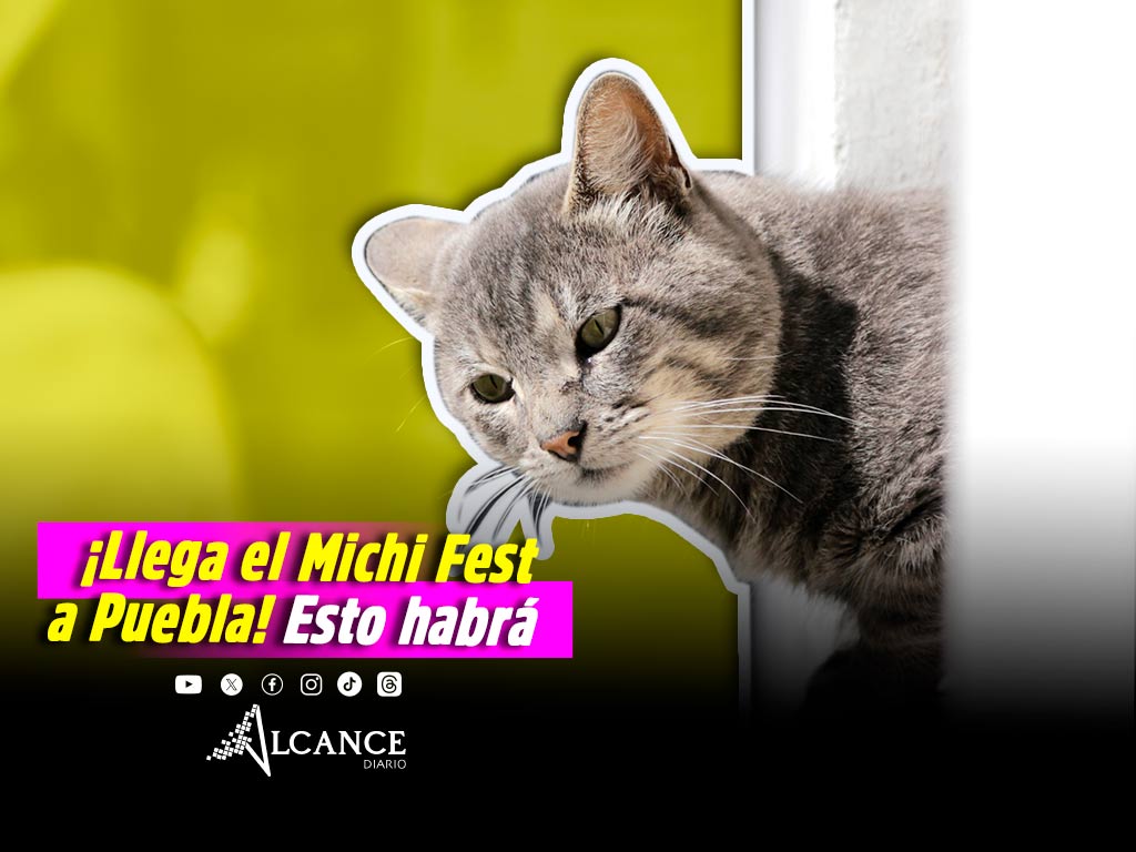 Llega el Michi Fest a Puebla; habrá esterilizaciones, vacunación y actividades GRATIS por el Día Mundial del Gato