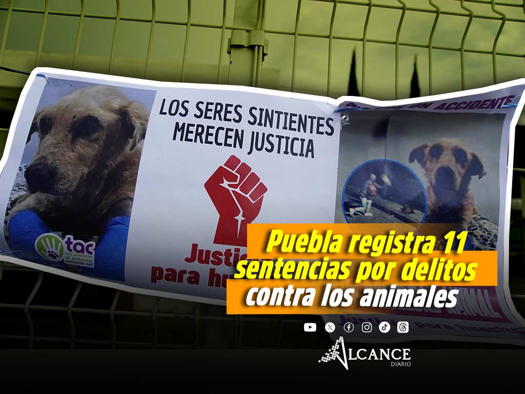 Puebla registra 11 sentencias por delitos contra los animales; hasta el momento 1,010 denuncias