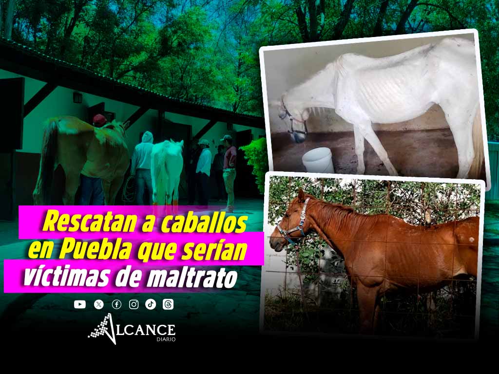 Asegura Fiscalía a dos caballos por presunto maltrato animal en Puebla capital, esto sabemos