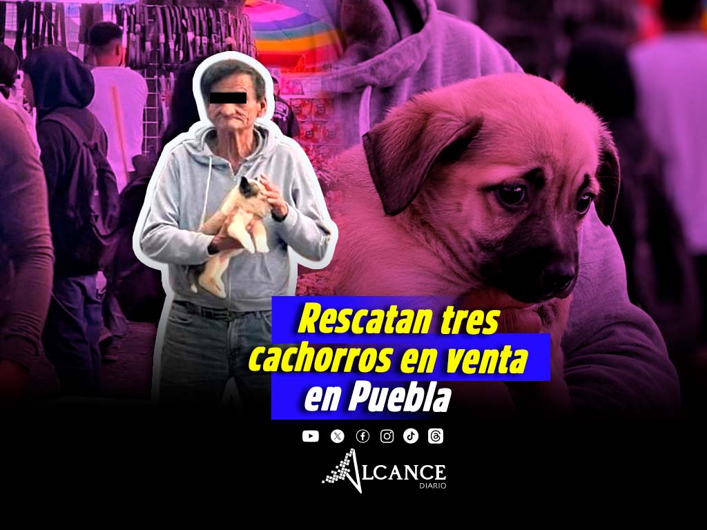 Retiran tres cachorros que eran ofrecidos en venta en el Centro Histórico de Puebla; ya fueron dados en adopción