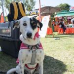 Buscan promover adopción responsable y cuidado de mascotas con Adopta Fest 2026