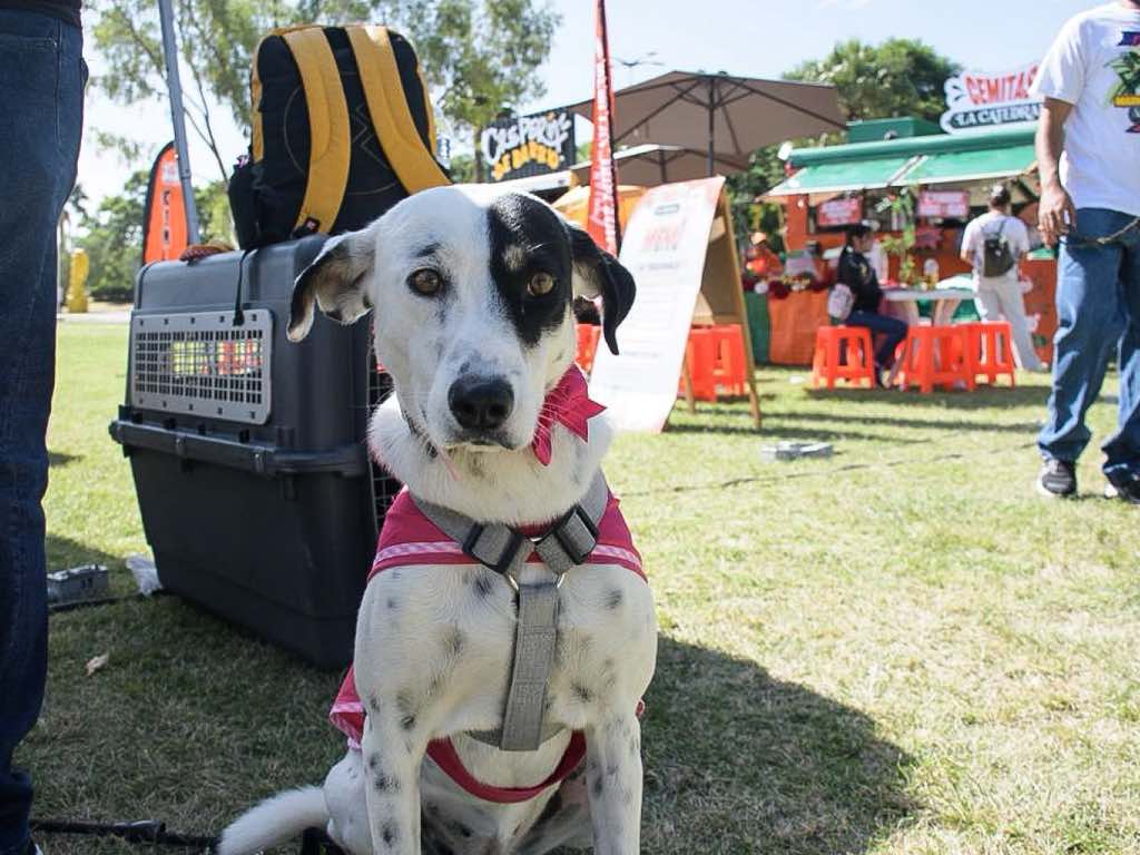 Buscan promover adopción responsable y cuidado de mascotas con Adopta Fest 2026